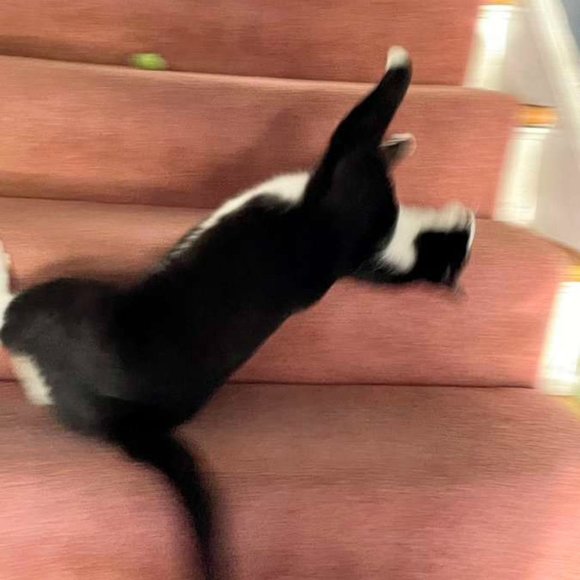 Meet Samantha - Picture 3 of 4